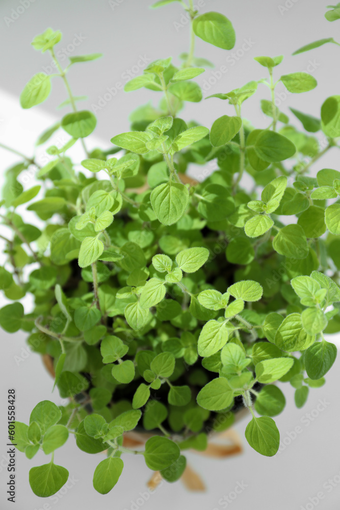 Fresh potted oregano on white background, above view Fresh potted oregano on white background, above view
