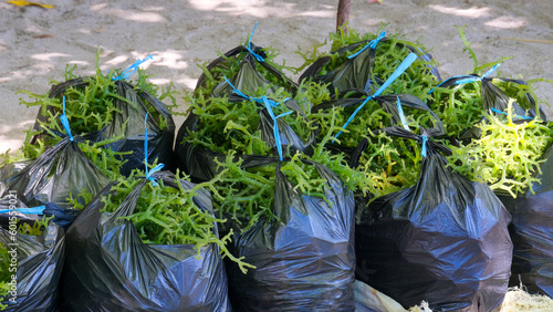 Freshly harvest, healthy edible seaweed from local seaweed farm on tropical Atauro Island in Timor Leste, Southeast Asia photo