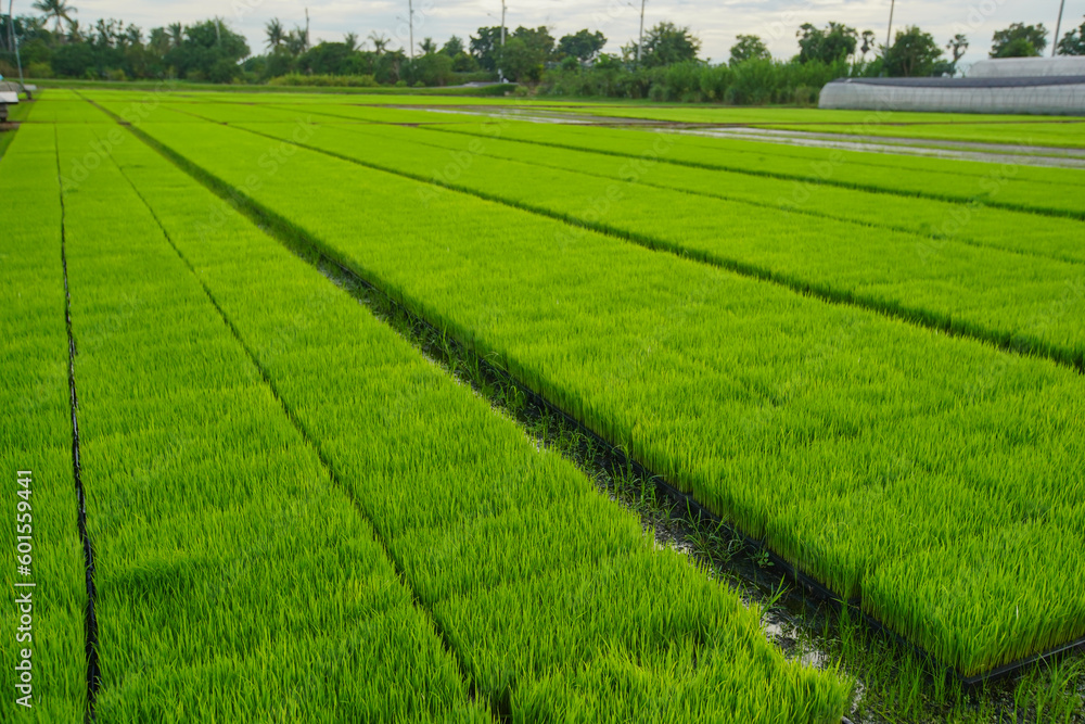 Asian Thai rice fields that young rice are planting in field with blue sky background. Asian Agricultural in Thailand.