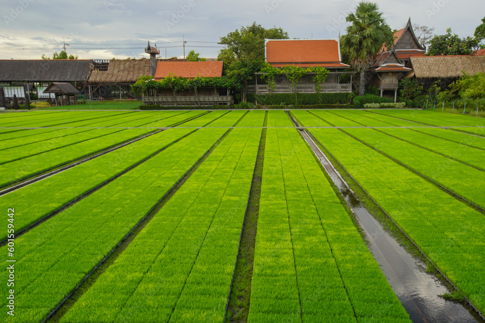 Super Asian Rice Field Asian Thai rice fields that young rice are planting in field with blue ...