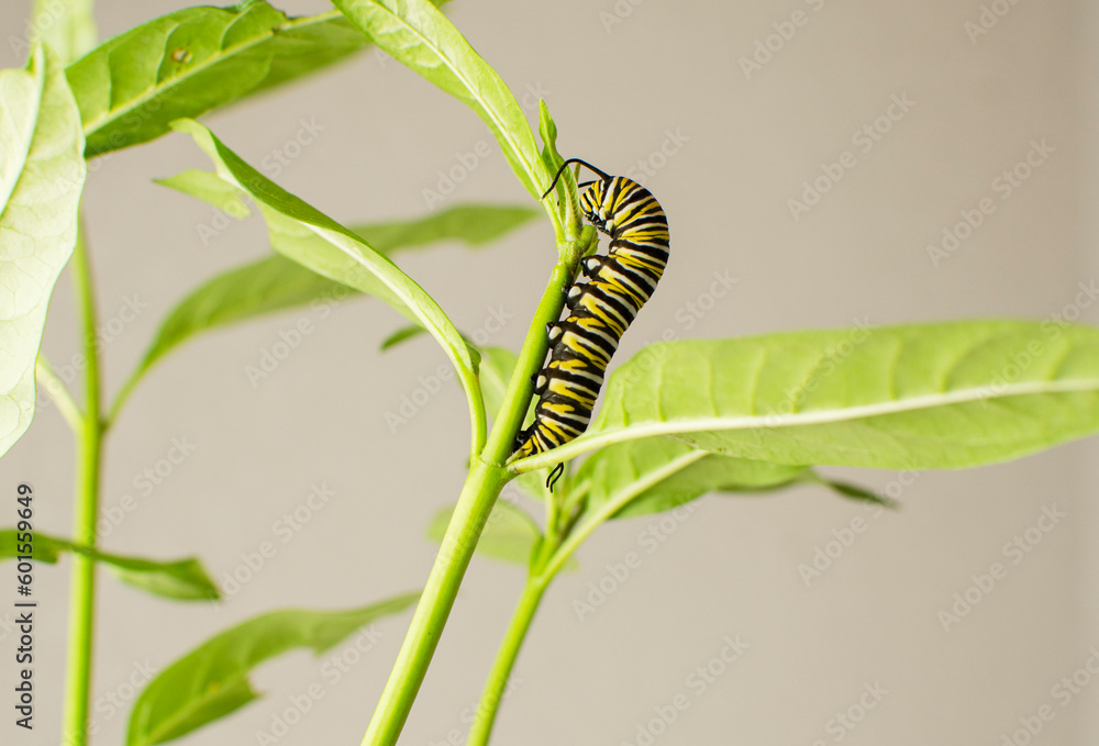 Monarch butterfly caterpillar on a milkweed leaf. Raising endangered monarch butterflies at home as a hobby