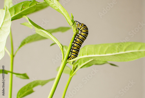Monarch butterfly caterpillar on a milkweed leaf. Raising endangered monarch butterflies at home as a hobby © Ana