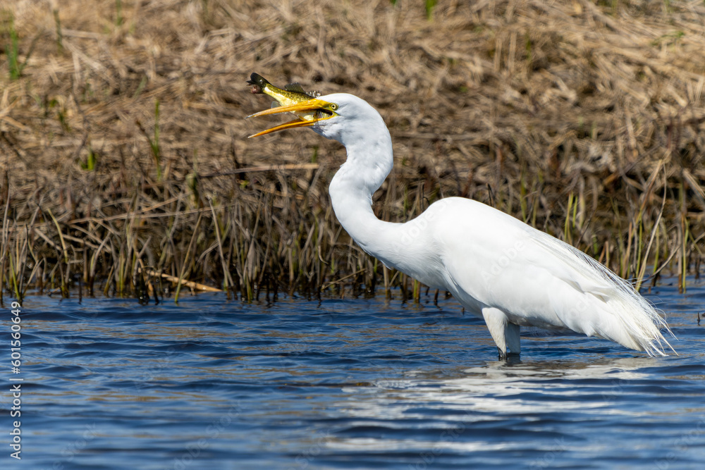 Egret with Fish Egret with Fish
