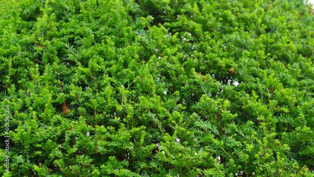 Evergreen thuja with new branches under bright sunlight Evergreen thuja with new branches under bright sunlight