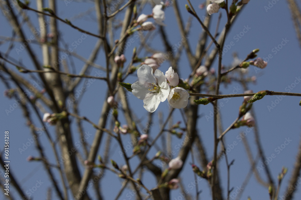 Pink cherry blossom on the Sakura tree. 