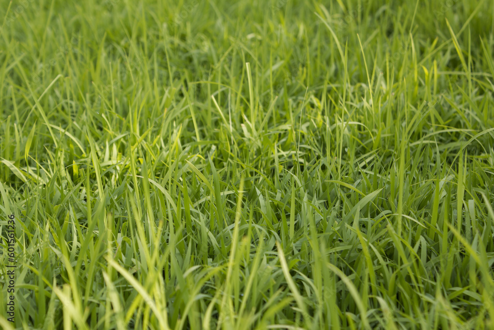 This is a picture of rice sprouts growing. This is a picture of rice sprouts growing.