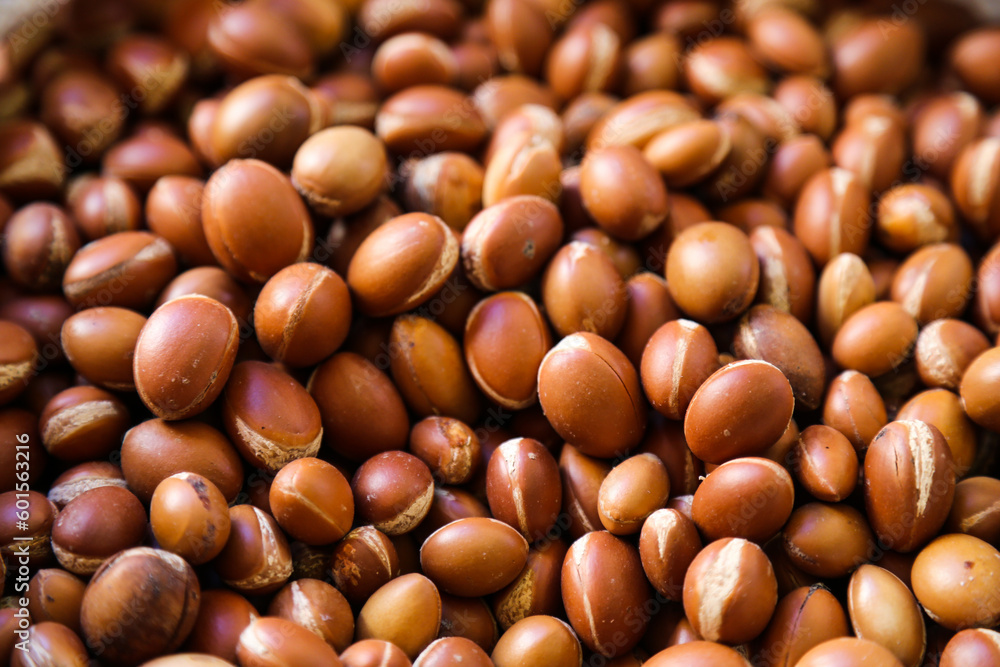 Argan fruits ready to extract argan oil with the traditional way. Souss Massa, Morocco.