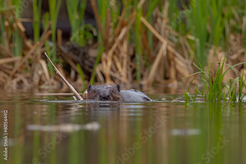 Beaver building his dam