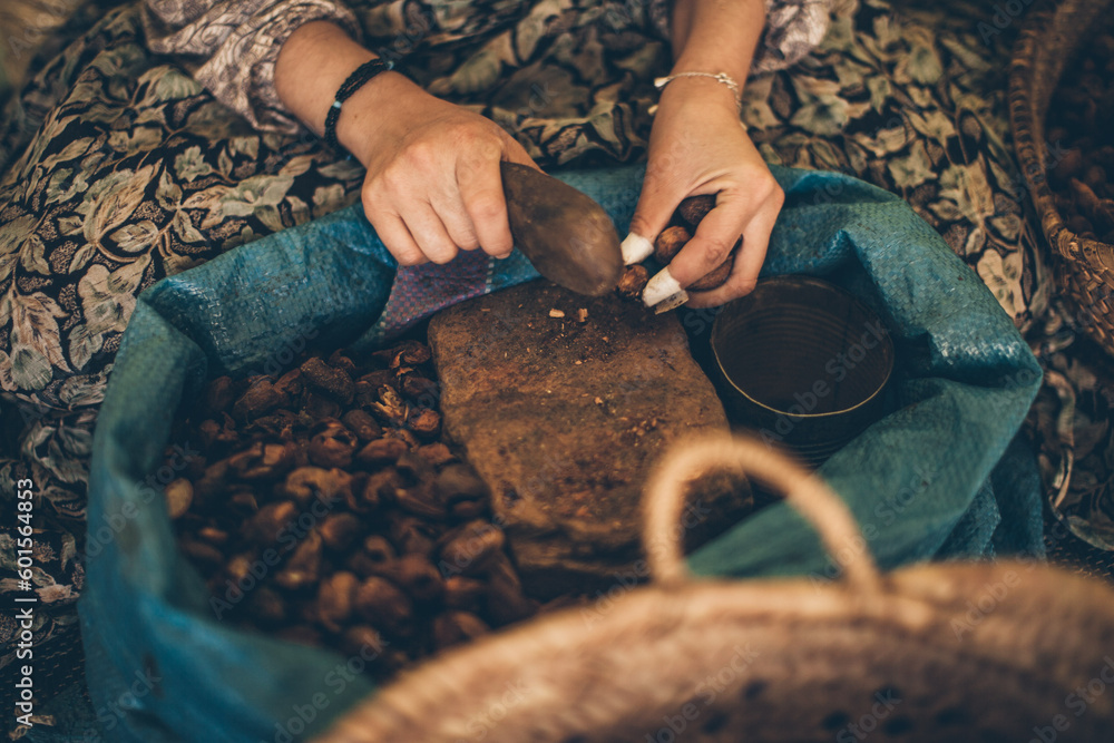 Moroccan woman selecting argan fruits to extract argan oil with the traditional way. Souss Massa, Morocco.