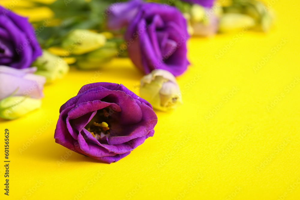 Fototapeta premium Vibrant floral beauty, purple eustoma flowers on a bright yellow background