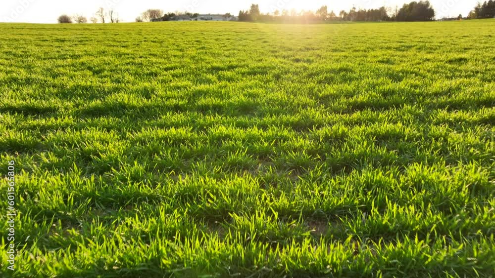 Green pasture at sunrise. Aerial shot of farm field in rural Pennsylvania. Green pasture at sunrise. Aerial shot of farm field in rural Pennsylvania.
