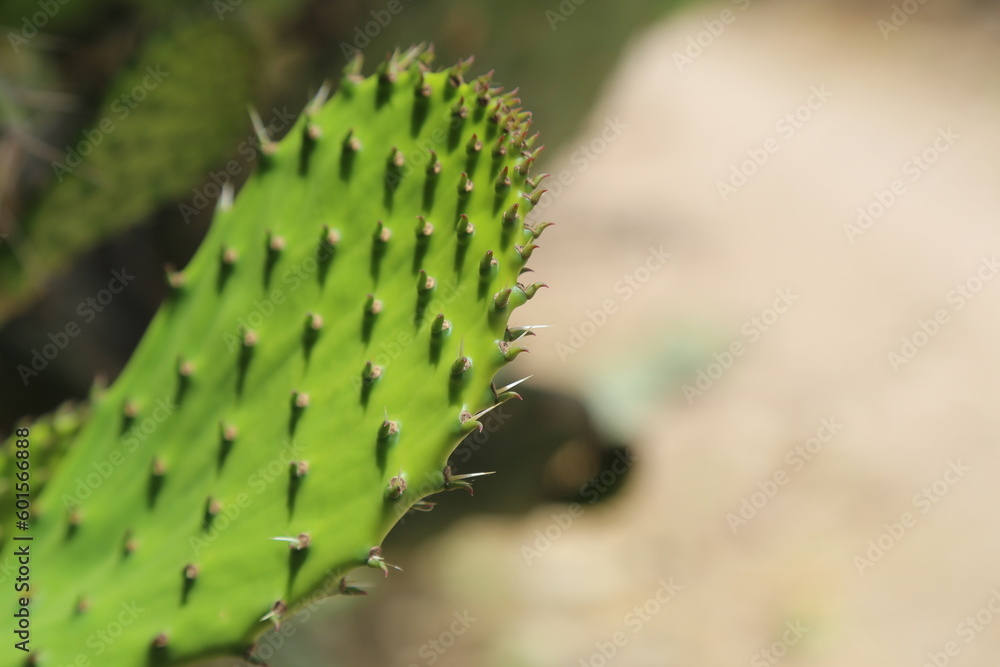 Naklejka premium cactus close up