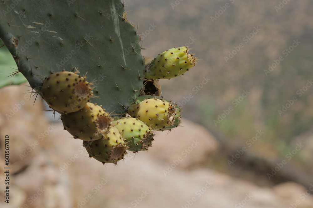 prickly cactus fruits prickly cactus fruits