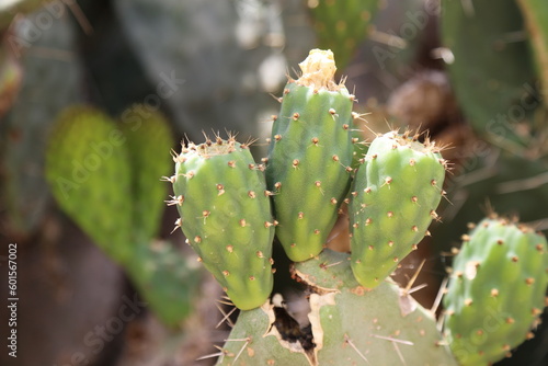 Green prickly cactus fruit