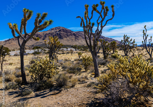 Joshua Trees With Kessler Peak, Mojave National Preserve, California, USA