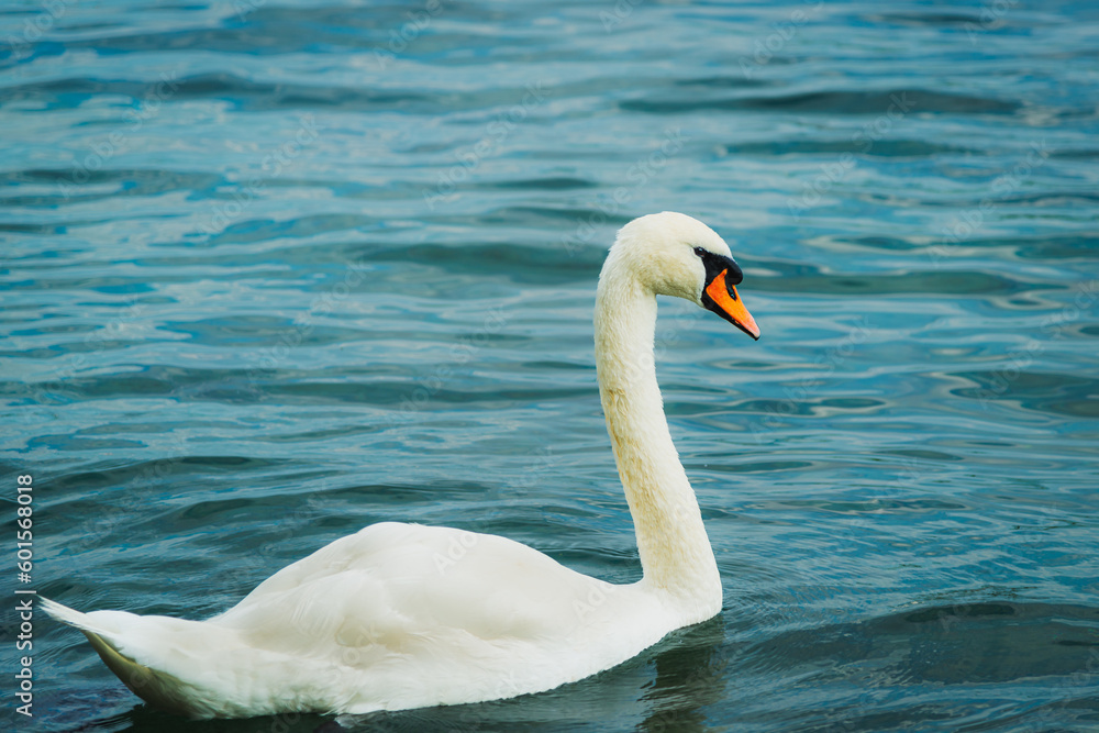 Serene White Swan on a Tranquil Blue Lake Serene White Swan on a Tranquil Blue Lake