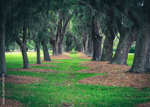 trees in the park