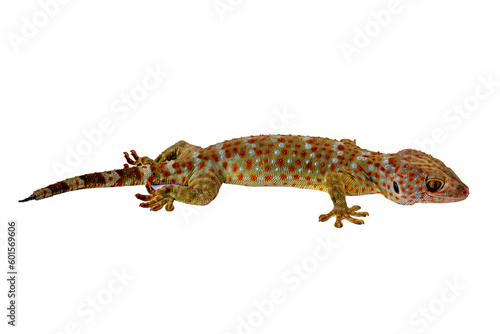 A gecko seen from the side