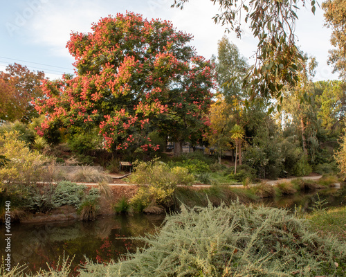 Fall colors at the east end of the UC Davis arboretum over the Spafford Lake, featuring a beautiful Golden Rain Tree (Samanea saman) 