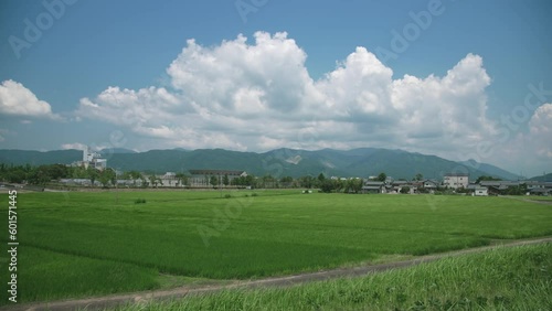 夏 稲穂が風に揺れる 緑 田園風景 さわやか 自然 日本の風景 県立大学