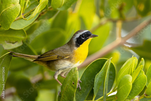 A common yellowthroat (Geothlypis trichas), a cute warbler / songbird, in a mangrove tree in Sarasota, Florida photo