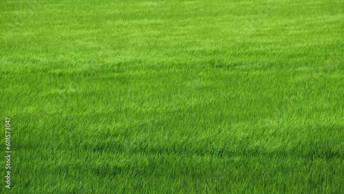 夏 稲穂が風に揺れる 緑 田園風景 さわやか 自然 日本の風景
