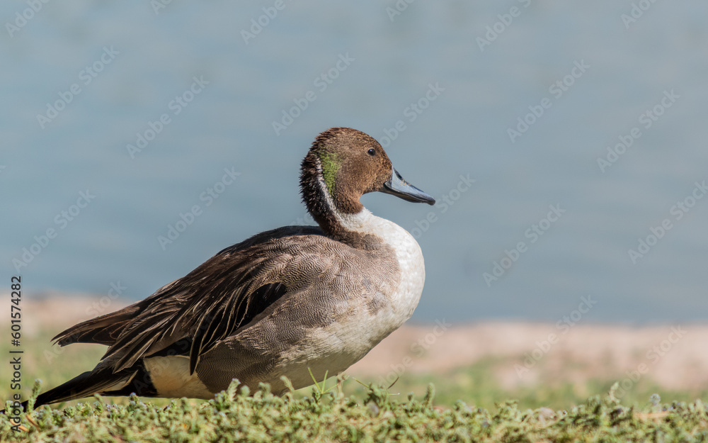pato golondrino pato golondrino