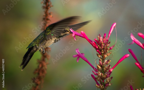 colibrí  al vuelo