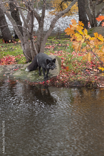 Silver Fox (Vulpes vulpes) Leans Out Over Water Autumn