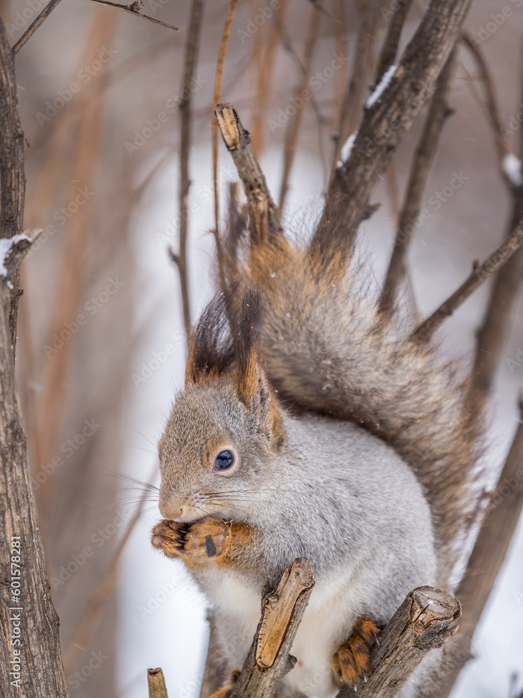 Fototapeta premium The squirrel with nut sits on tree in the winter or late autumn