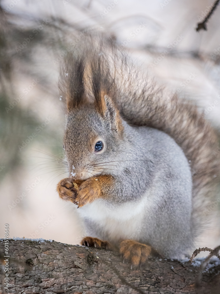 The squirrel with nut sits on tree in the winter or late autumn The squirrel with nut sits on tree in the winter or late autumn