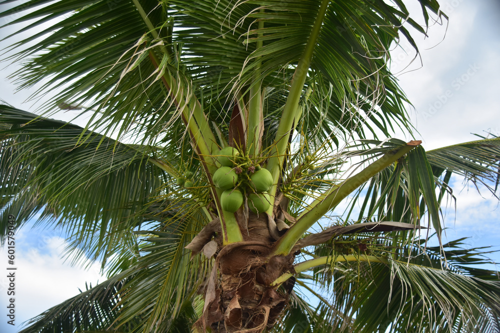 Obraz premium coconut on the coconut tree