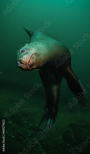 Sea Lion Swimming Underwater in the Pacific Ocean on the West Coast. Hornby Island  British Columbia  Canada.