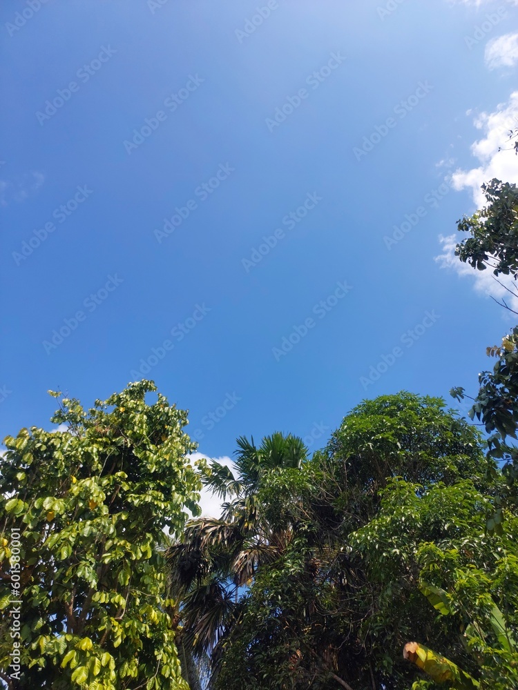 Clouds on the background of blue sky, vast blue sky, beautiful background. With tree frames.