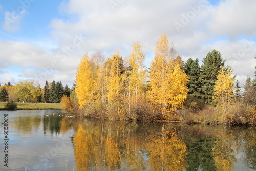 autumn trees in the lake  William Hawrelak Park  Edmonton  Alberta
