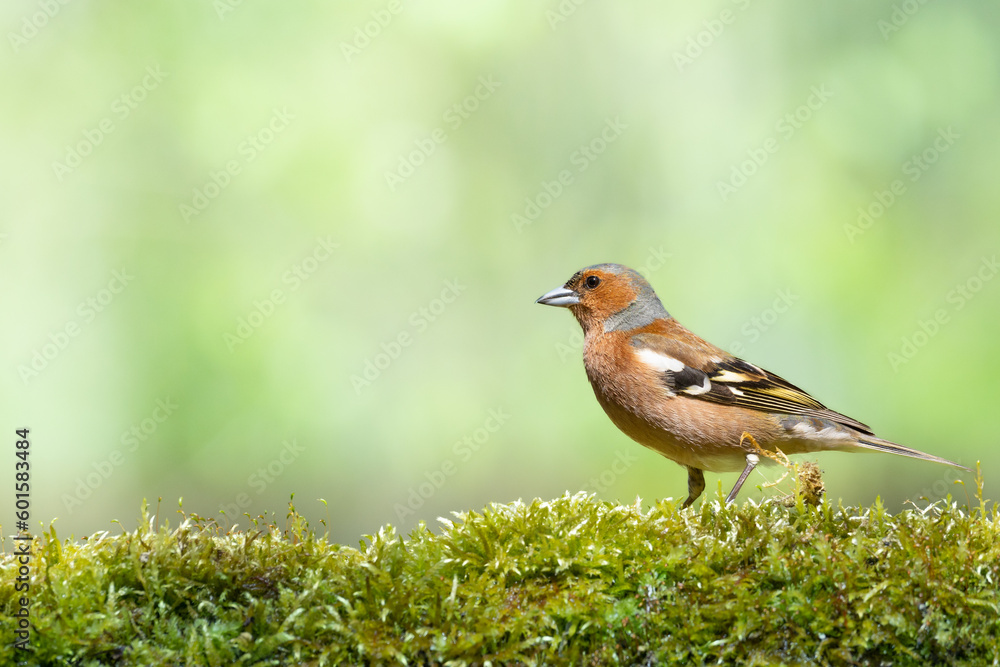 Bird chaffinch Fringilla coelebs perching on forest puddle, spring time Bird chaffinch Fringilla coelebs perching on forest puddle, spring time