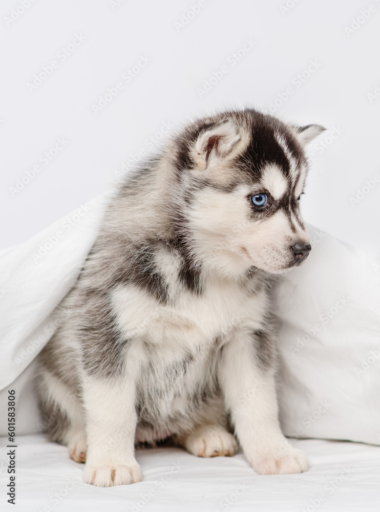 Little husky puppy lying under a blanket at home and raising his head