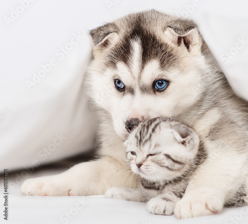 Husky puppy with blue eyes lying under the covers on the bed and hugging a serious tabby kitten of the Scottish breed. Puppy and kitten lying together under a white blanket