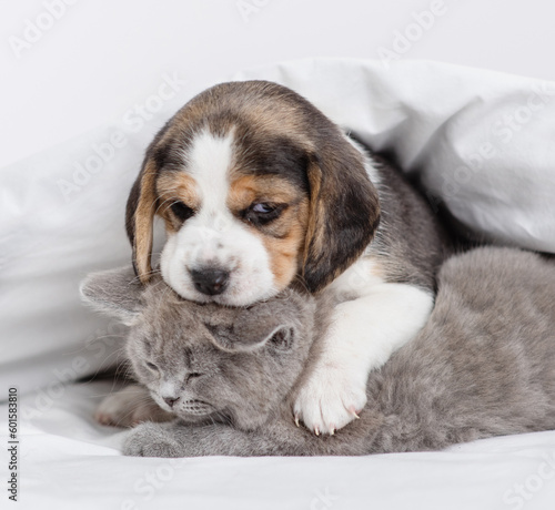 Beagle puppy hugging gray british kitten under white blanket at home in bedroom