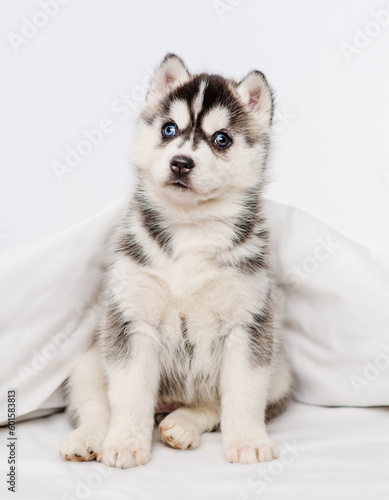 A small blue-eyed husky puppy lying under a blanket at home and laying his head on the bed with his paws outstretched.
