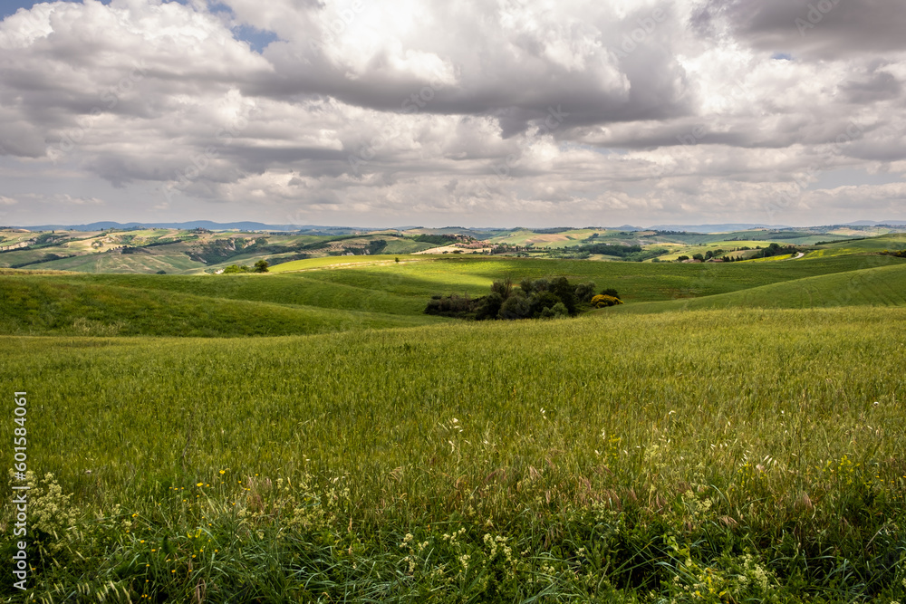 Fototapeta premium Landscape of Tuscany, hills,meadows and vineyards, central Italy - Europe - rural landscape of Italy