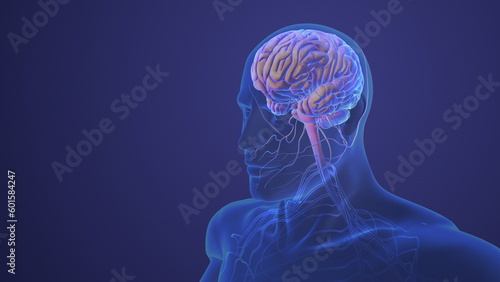 Human Nervous System with Brain Anatomy