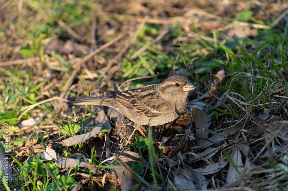 A young sparrow is looking for food among the grass on the lawn A young sparrow is looking for food among the grass on the lawn