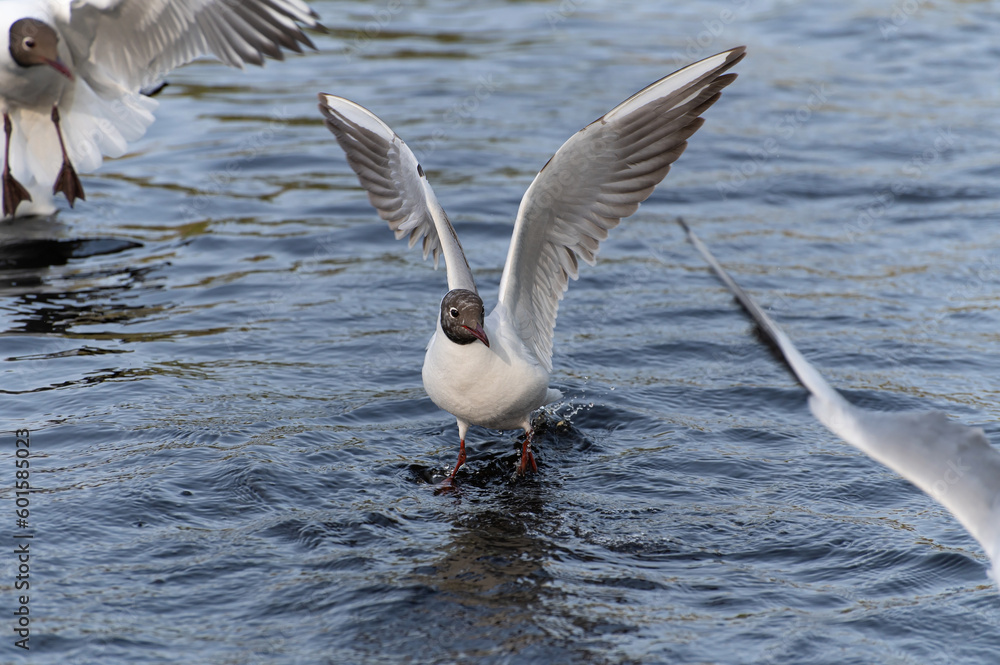 Seagulls snatch bread from each other in the city pond Seagulls snatch bread from each other in the city pond