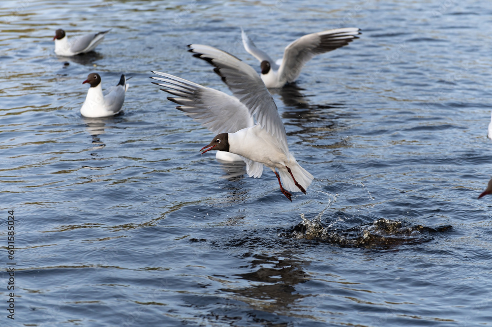 Seagulls snatch bread from each other in the city pond