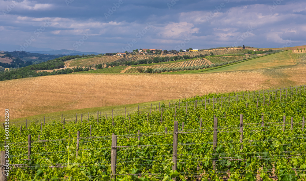 Landscape of Tuscany, hills,meadows and vineyards, central Italy - Europe - rural landscape of Italy