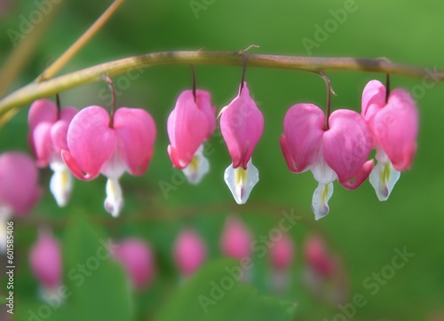 beautiful flowers of Dicentra spectabilis bleeding heart in hearts shapes in bloom on green background