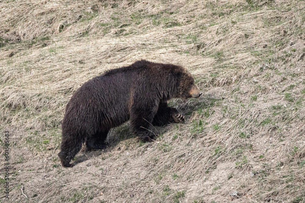 Grizzly bear boar walking up the hillside in Yellowstone National Park Wyoming