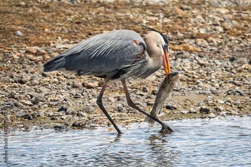 Fotografie Great blue heron catching a rainbow trout in the shallows of the Yellowstone River in Yellowstone National Park Wyoming