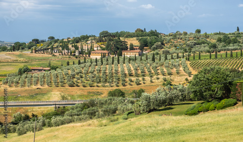 Tuscany landscape with hills,vineyard and olive tree fields - Siena province, central Italy - Europe